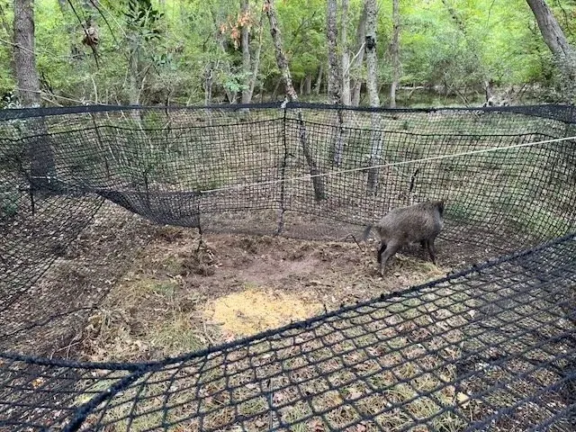 Pig Brig® trap in action